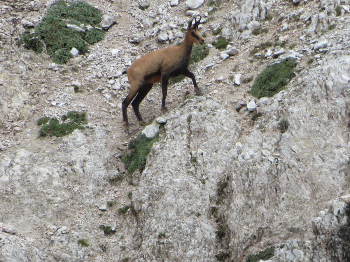 chamois aux Dolomites en Italie