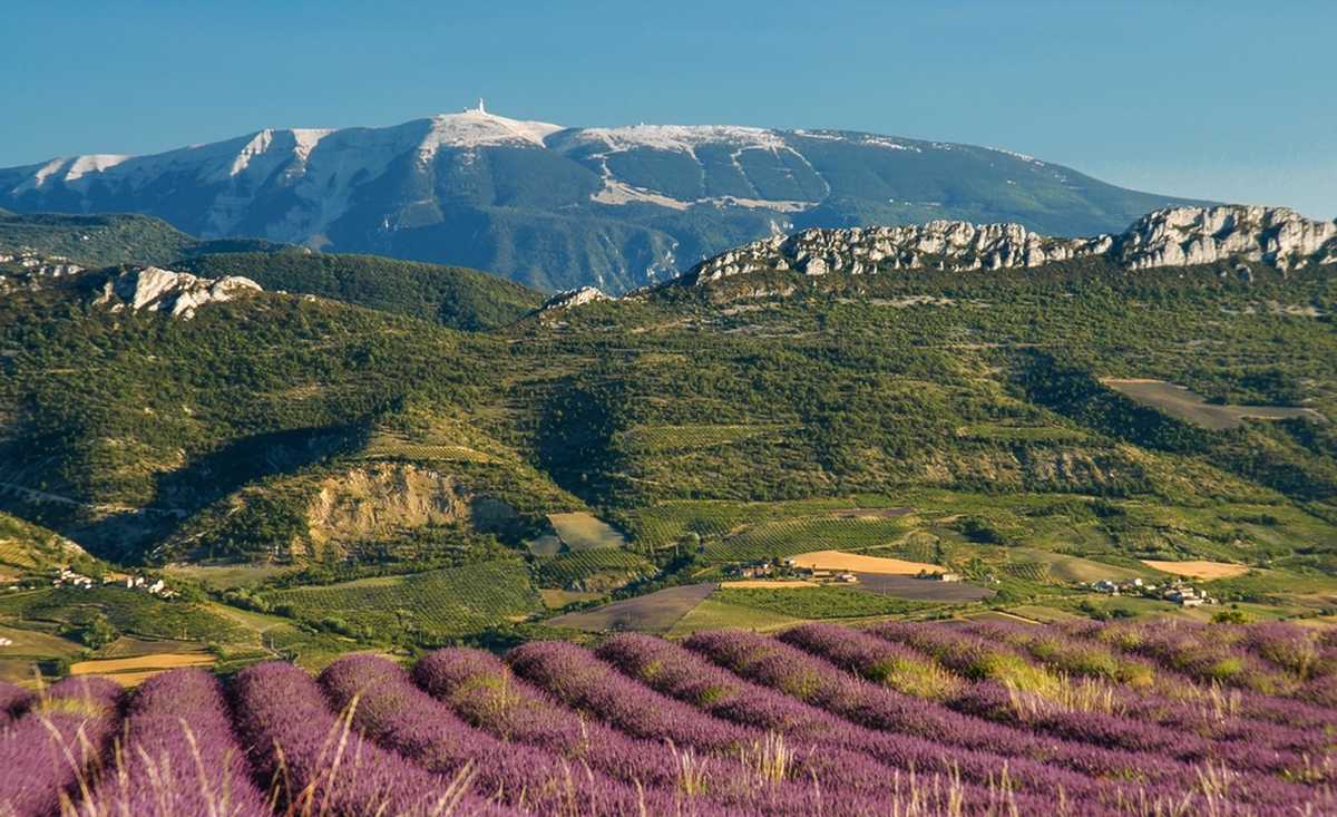 champ de lavande devant le Mont Ventoux