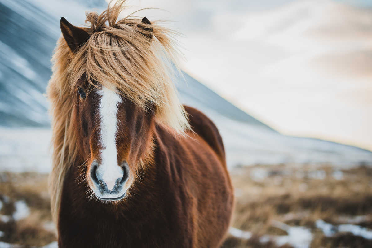 Cheval en Islande