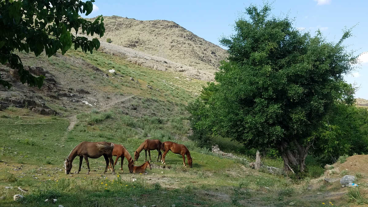 Chevaux dans la campagne en Ouzbékistan