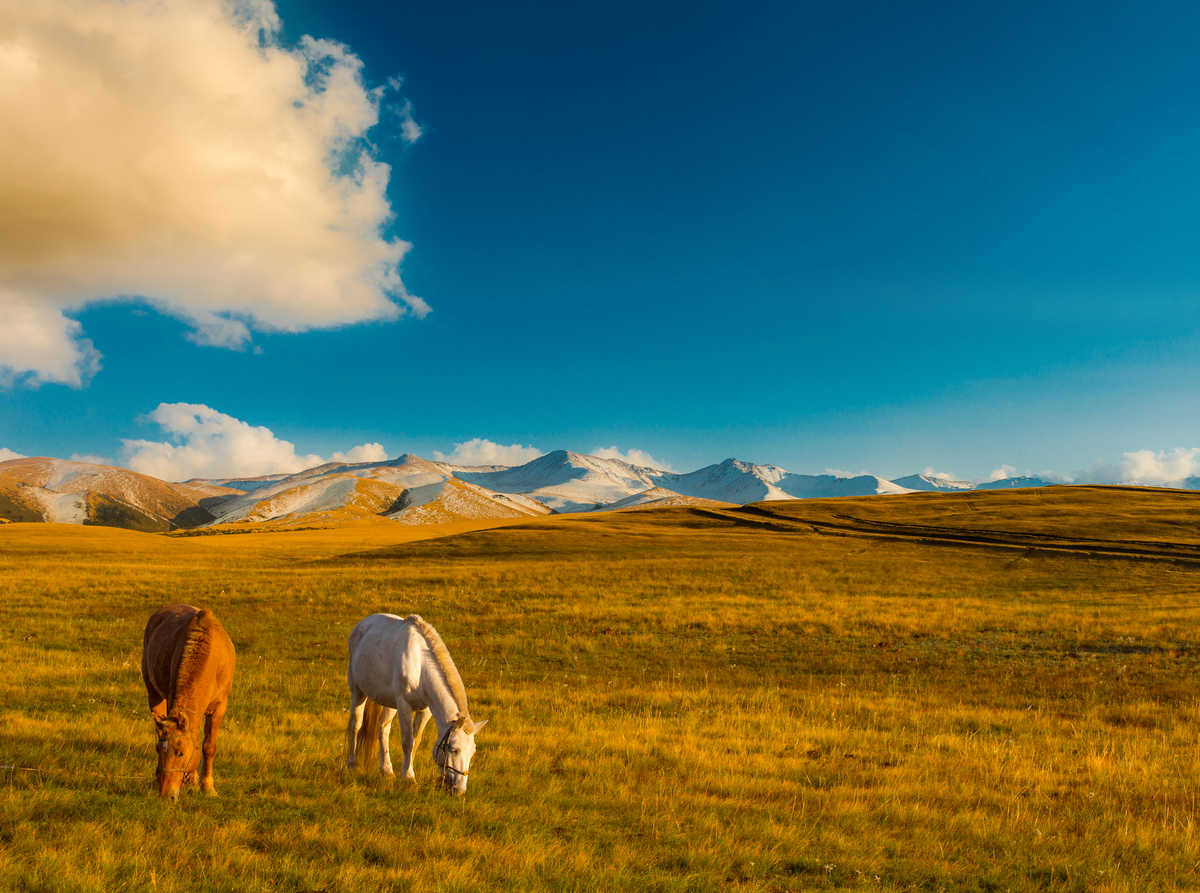 Chevaux dans les prairies du Kazakhstan, plateau Assy près d'Almaty