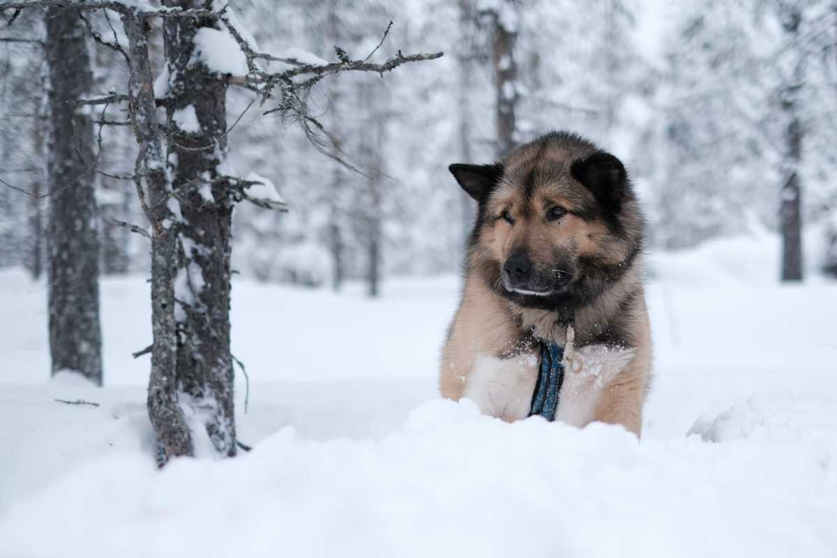 Chien de traineau dans la neige en Finlande à Hossa © Ariza Charles Chien de traineau dans la neige en Finlande à Hossa