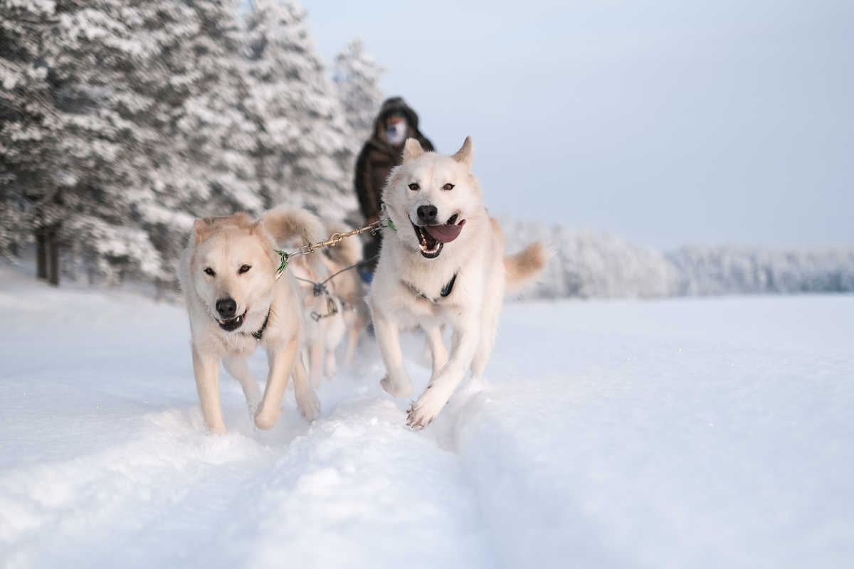 Chien de traineau en Finlande l'hiver