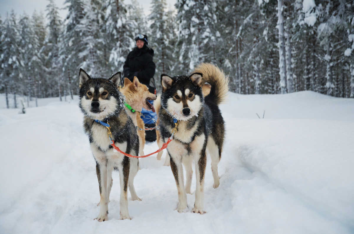 Chien de traineau sur notre base à Hossa en Finlande © Banhegyi Titouan Chien de traineau sur notre base à Hossa en Finlande