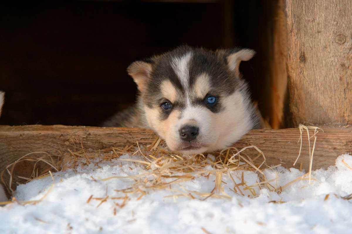 Chiot husky Finlande