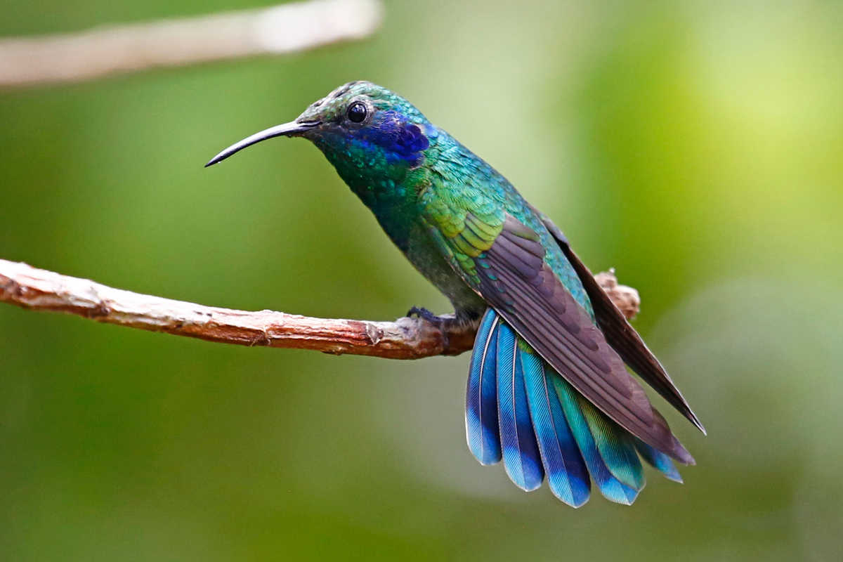 Colibri, Honduras