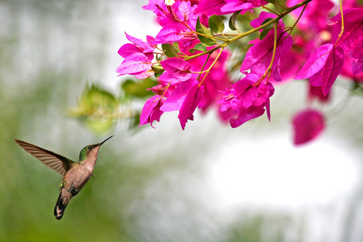 Colibri qui butine une fleur en Guadeloupe