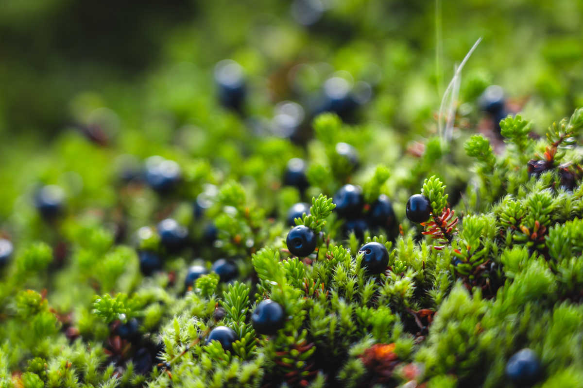 Cranberries sauvage en arctique en Norvège