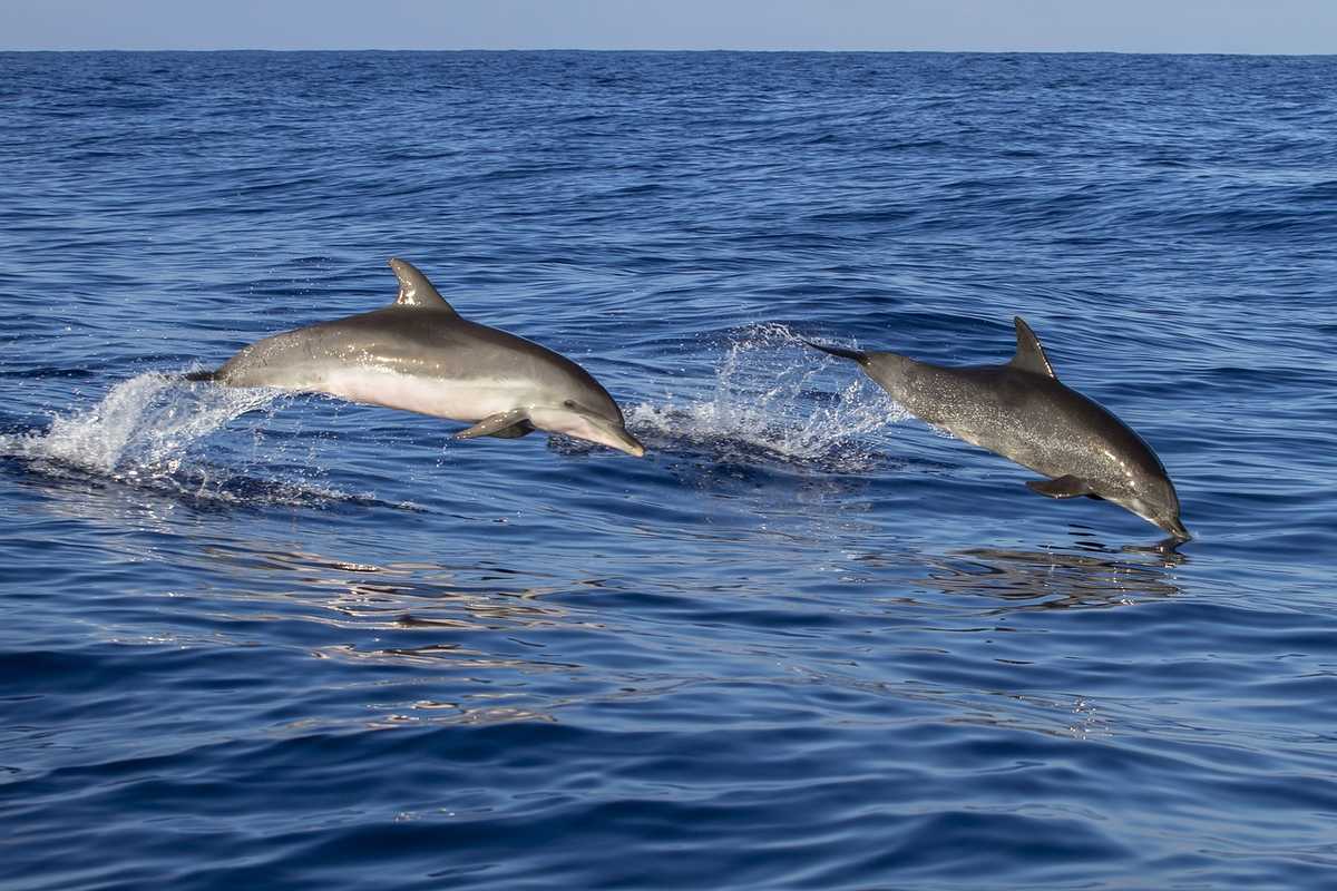 Dauphins lors d'une sortie en mer à Madère