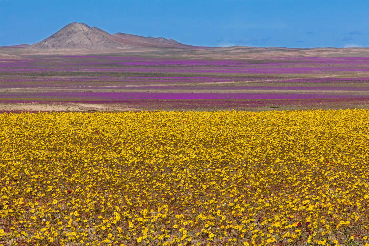 Désert d'Atacama en floraison, Chili