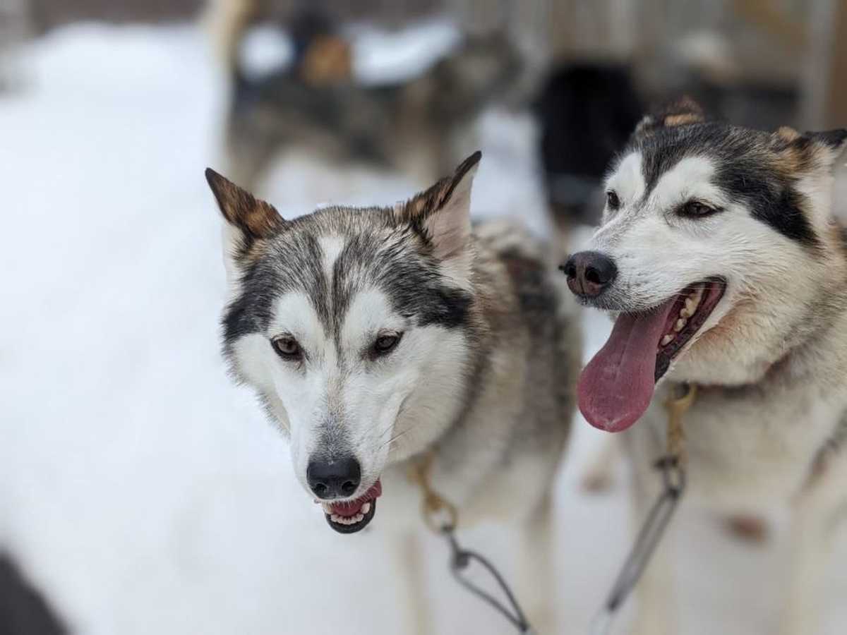 Deux_chiens_de_traineaux_laponie_finlandaise