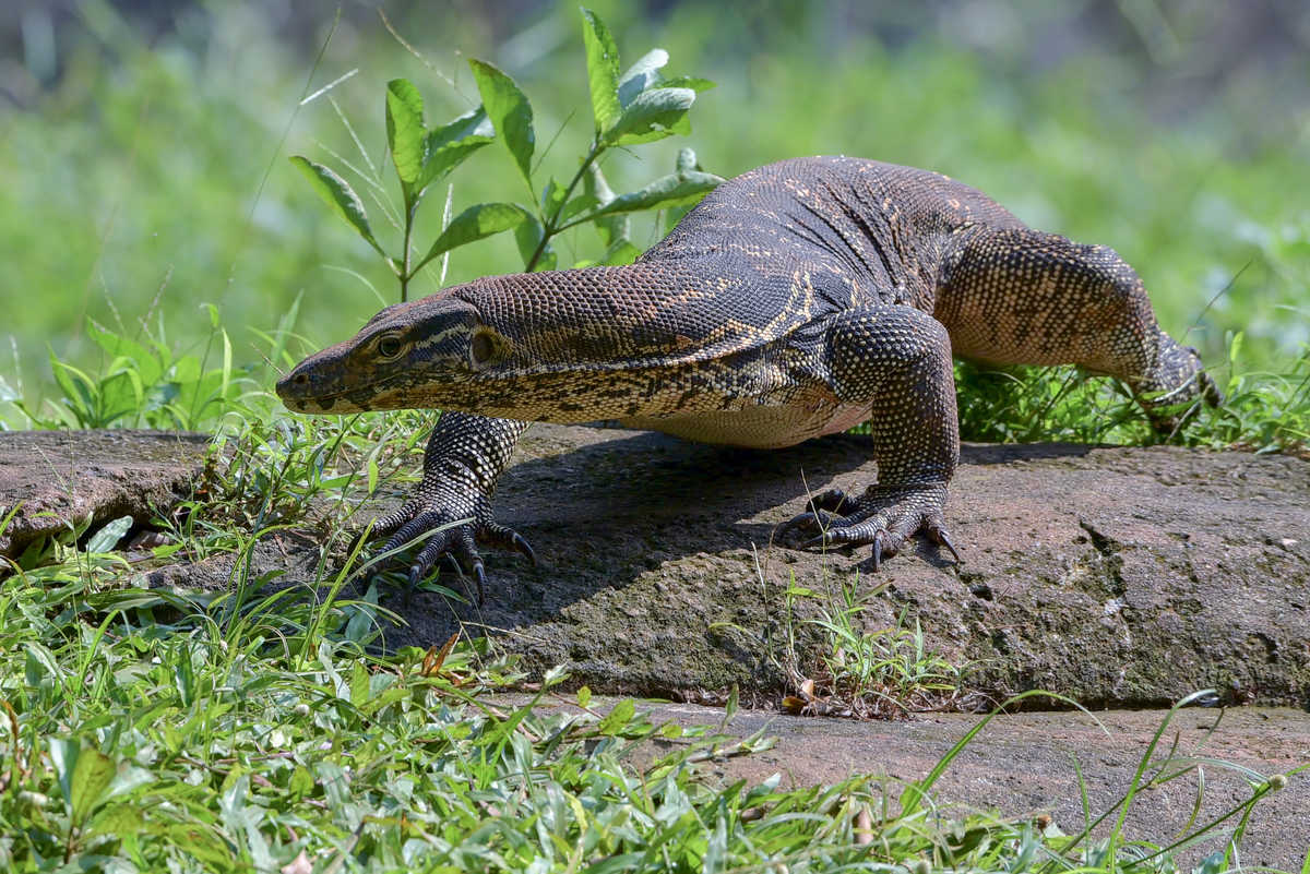 Dragon de Komodo, Indonésie