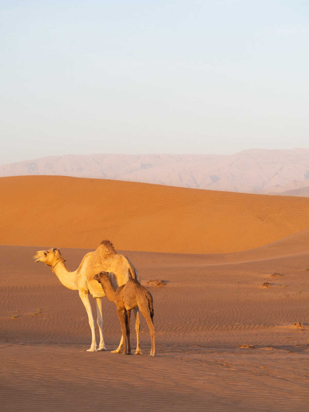 Dromadaires dans le désert des Wahiba, Oman