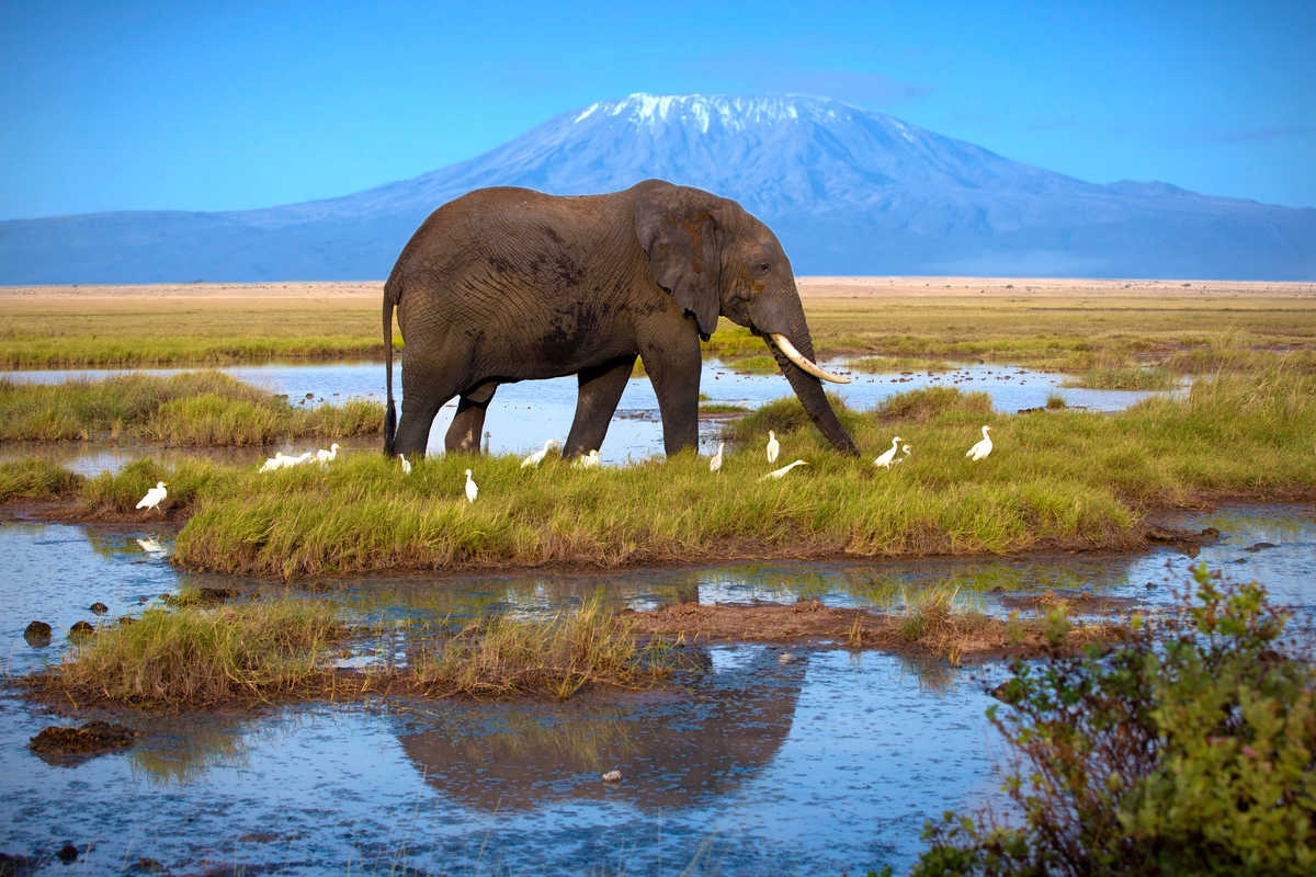 Elephant au bord de l'eau dans la réserve d'Amboseli, Kenya