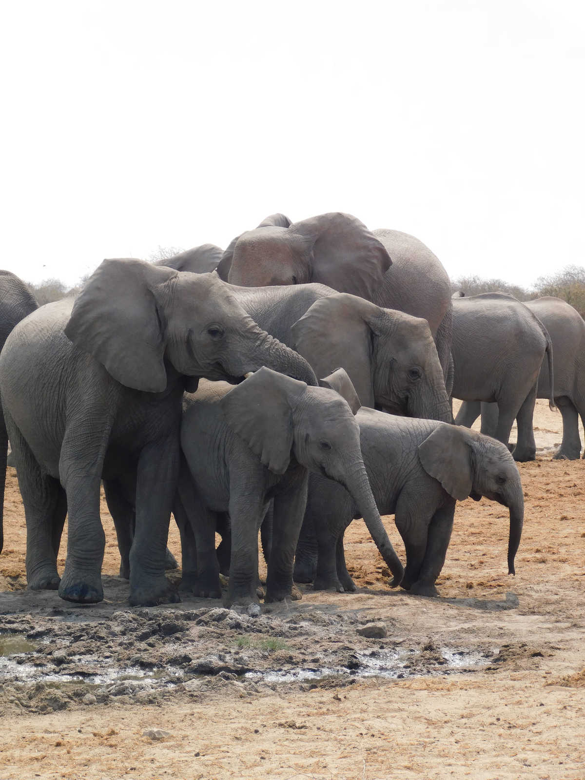 Eléphant dans le Parc National d'Etosha en Namibie