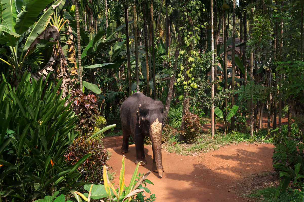 Elephant de Sumatra, Indonésie