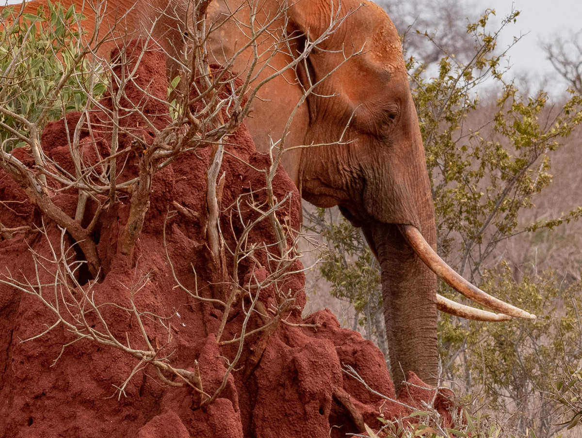 Elephant rouge au Kenya