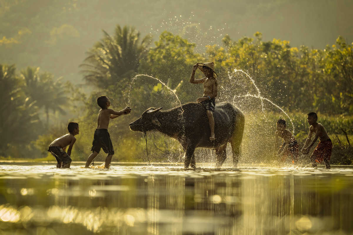 Enfants jouant dans l'eau et buffle au Vietnam