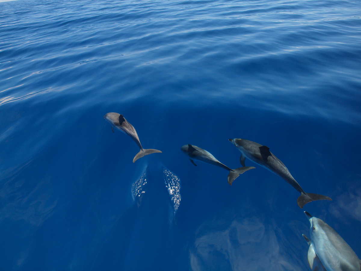 Excursion d'observation des dauphins aux Açores