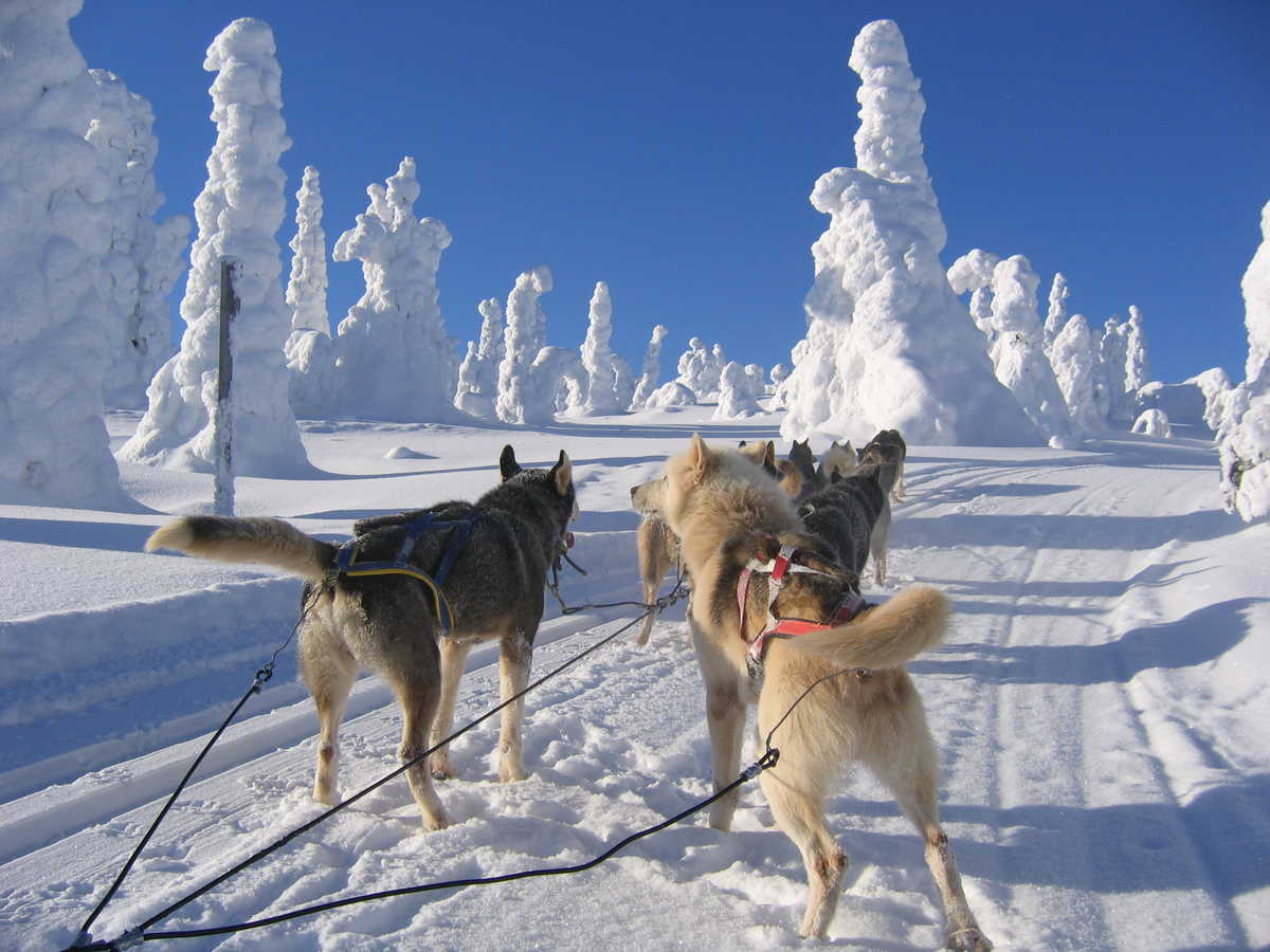 Excursion en traîneau à chiens