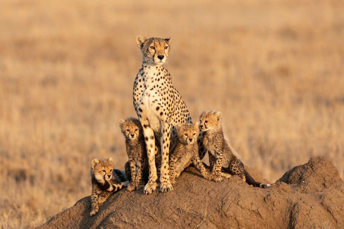 Famille de guépards dans le parc Serengeti en Tanzanie