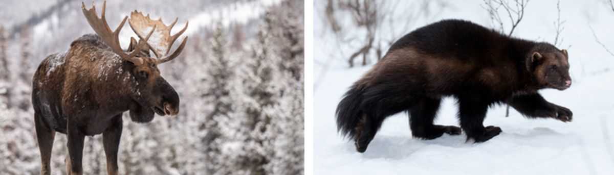 Faune et Flore de Norvège