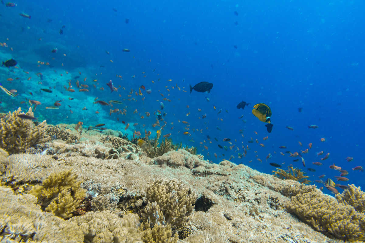 Faune sous-marine de Takat Sagele, Sumbawa, Indonésie