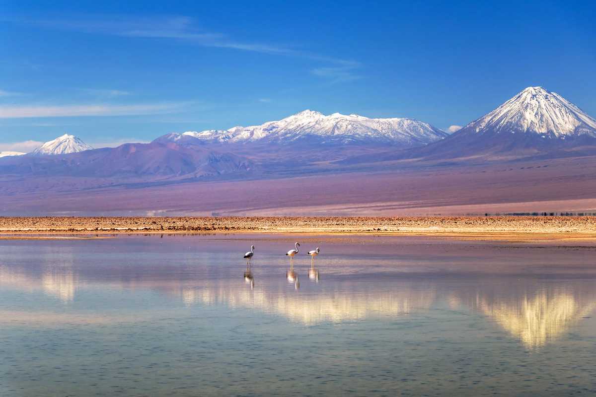 Flamands roses sur la lagune Chaxa, dans le Désert d'Atacama au Nord du Chili