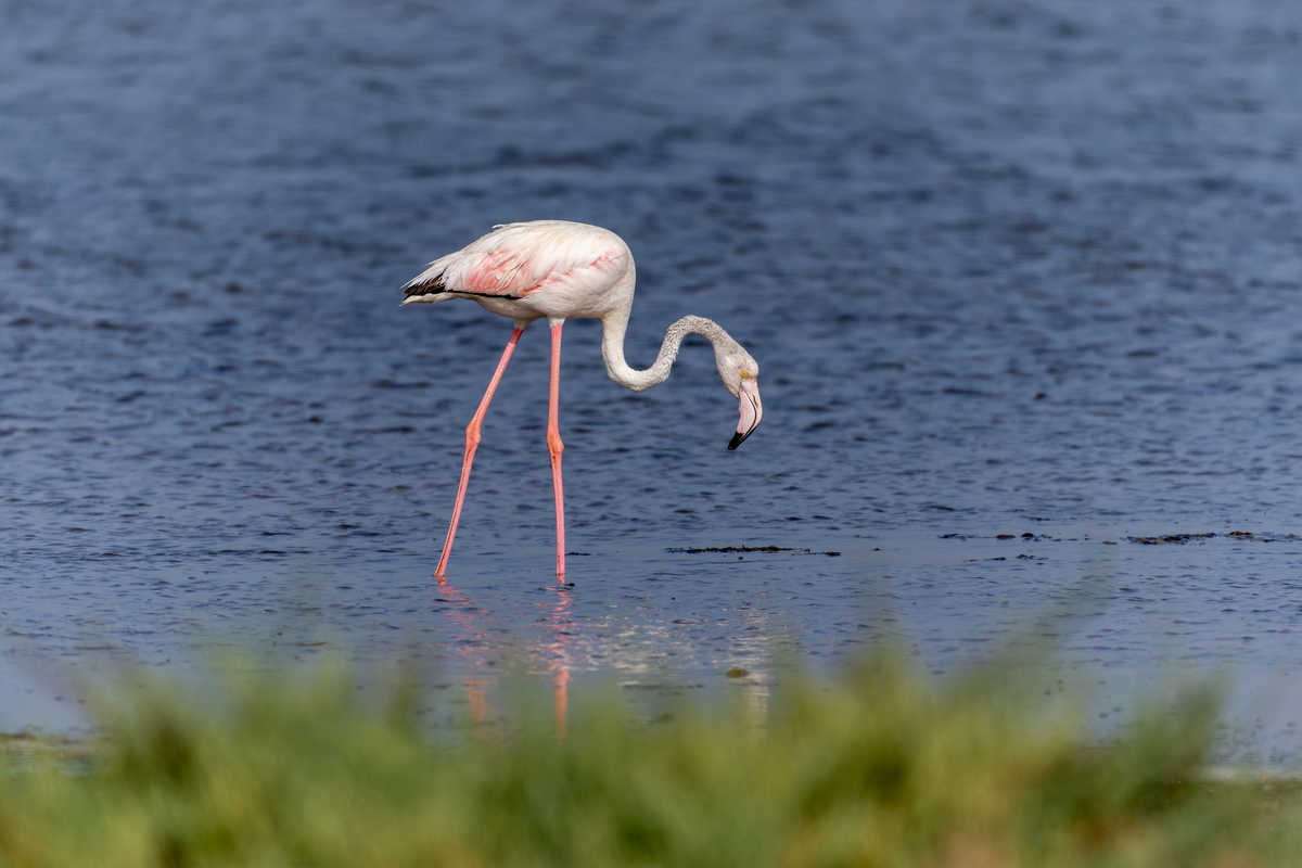 flamant rose en Mauritanie