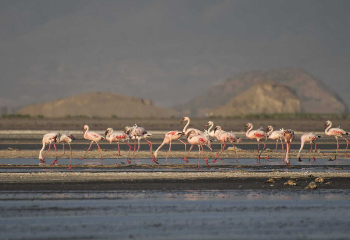 Flamants roses au lac Natron