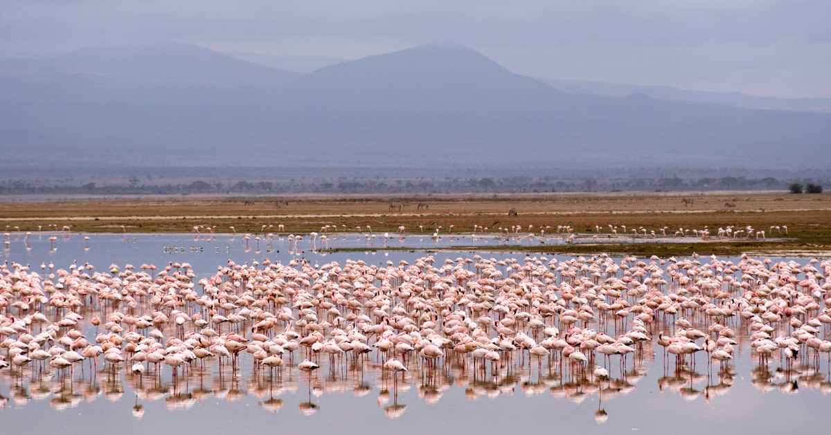 Flamants roses, parc d'Amboseli, au Kenya