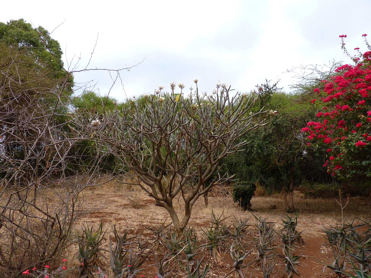 Forêt dans le parc d'Amboseli, Kenya