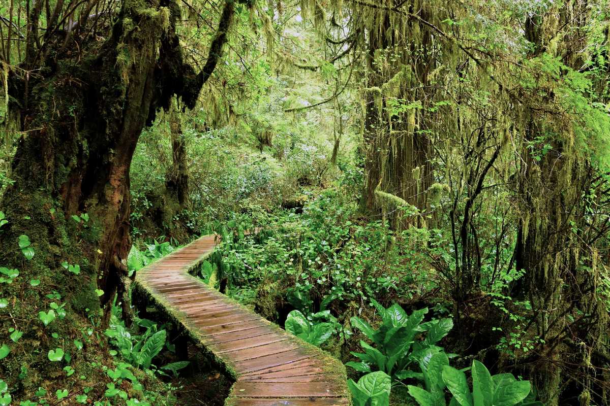 Forêt tropicale du parc du Pacific Rim, Colombie Britannique, Canada