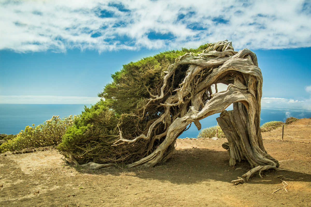 GENÉVRIERS CENTENAIRES D'EL SABINAR sur l'île d'El Hierro aux Canaries