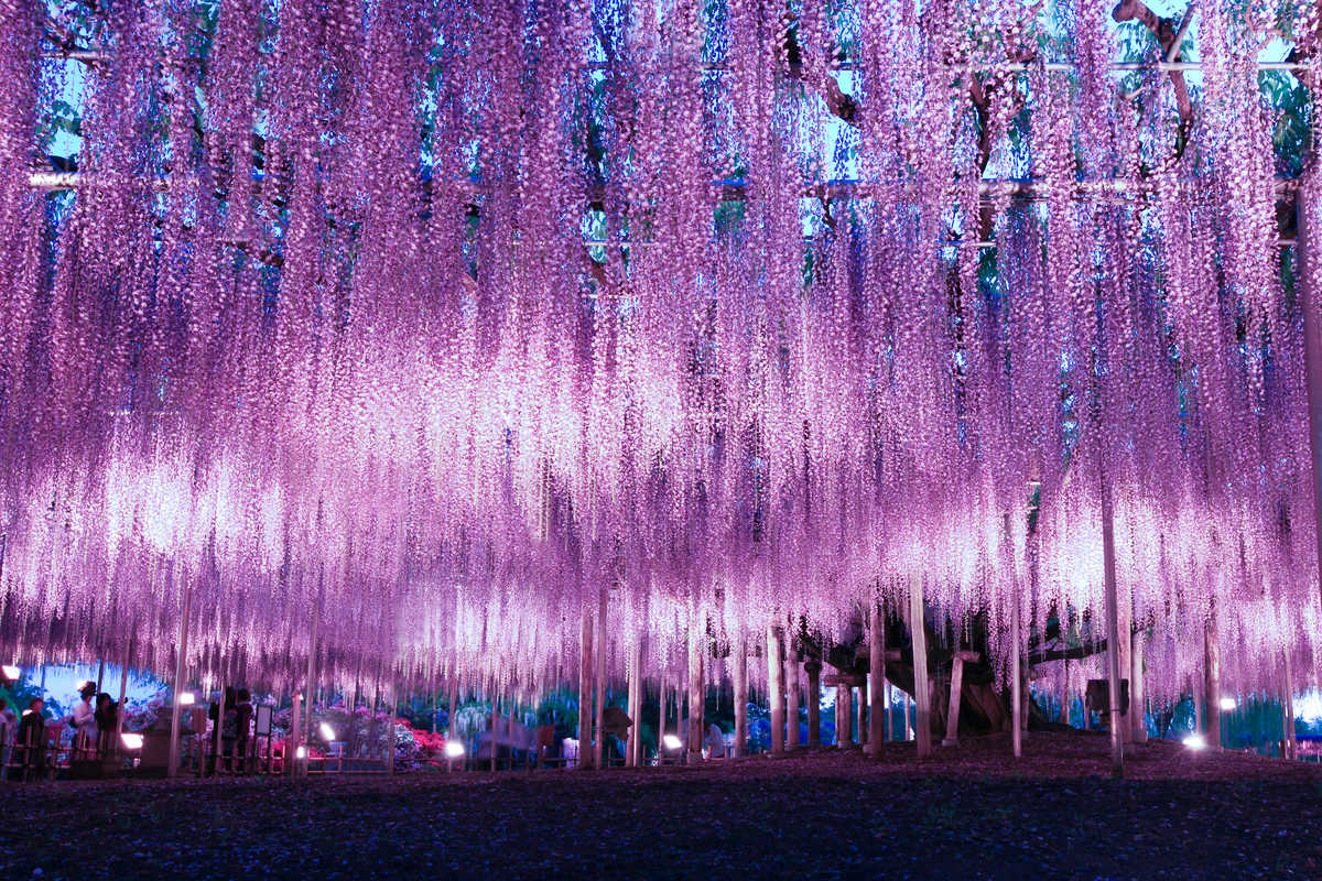 Glycines du parc aux fleurs de Ashikaga, Japon © Adobe Stock Glycines du parc aux fleurs de Ashikaga, Japon