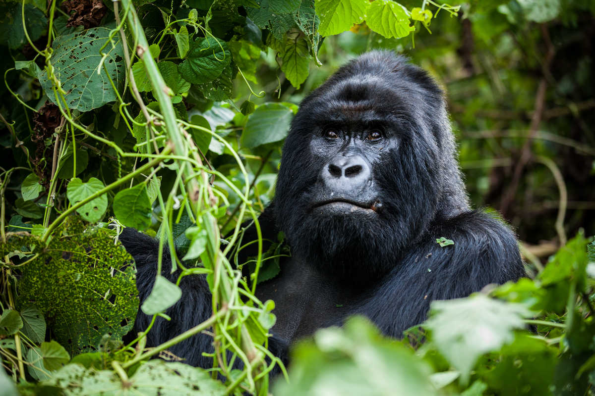 Gorille dans la forêt en Ouganda