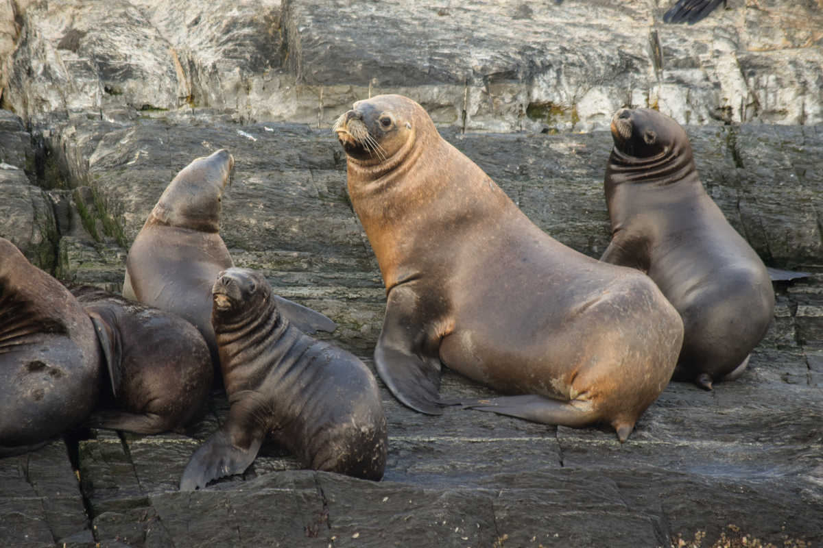 Groupe de phoque en Patagonie au Chili