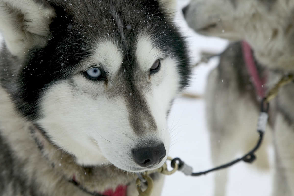 Husky au Québec au Canada
