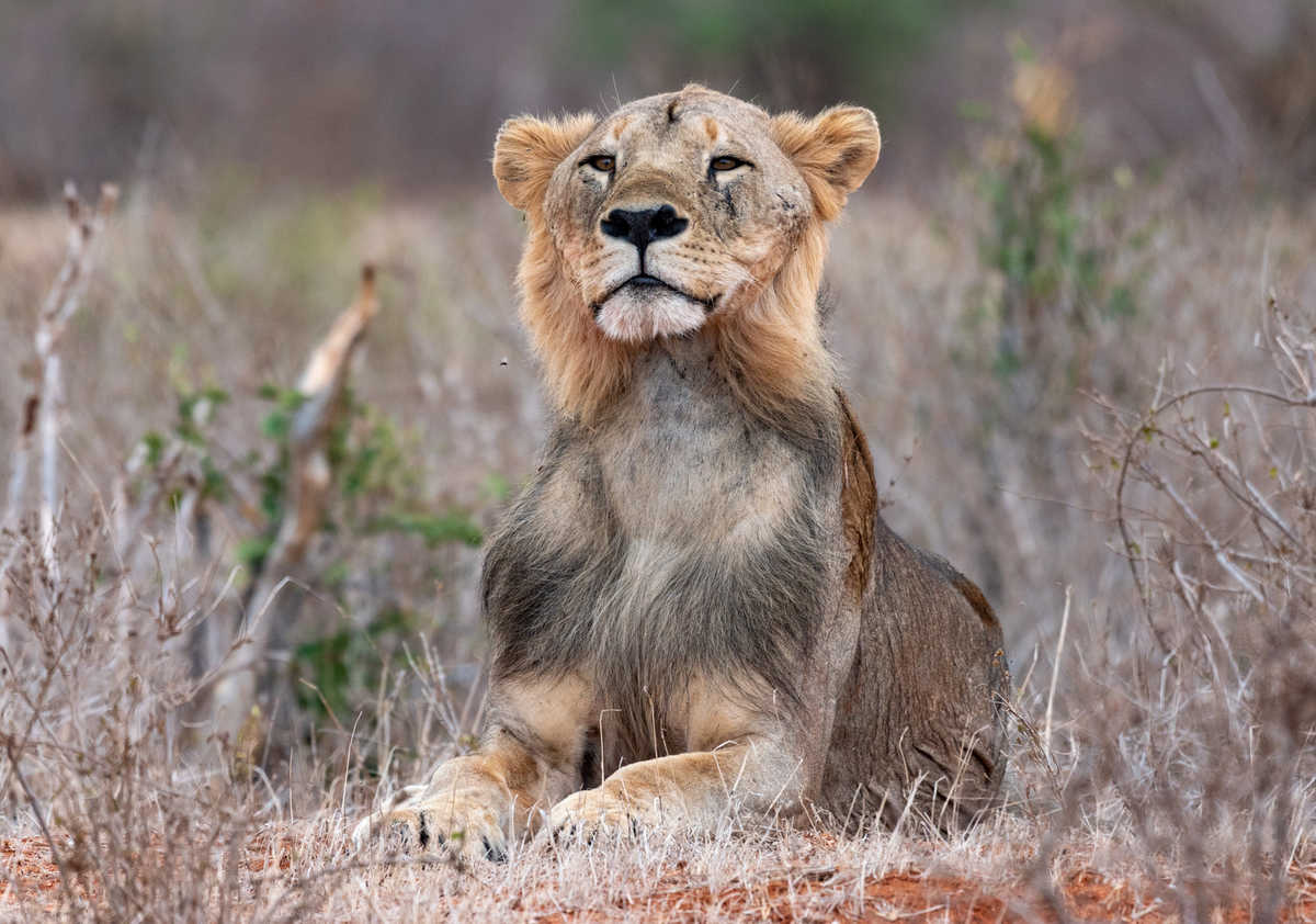 Jeune lion observé lors d'un safari au Kenya