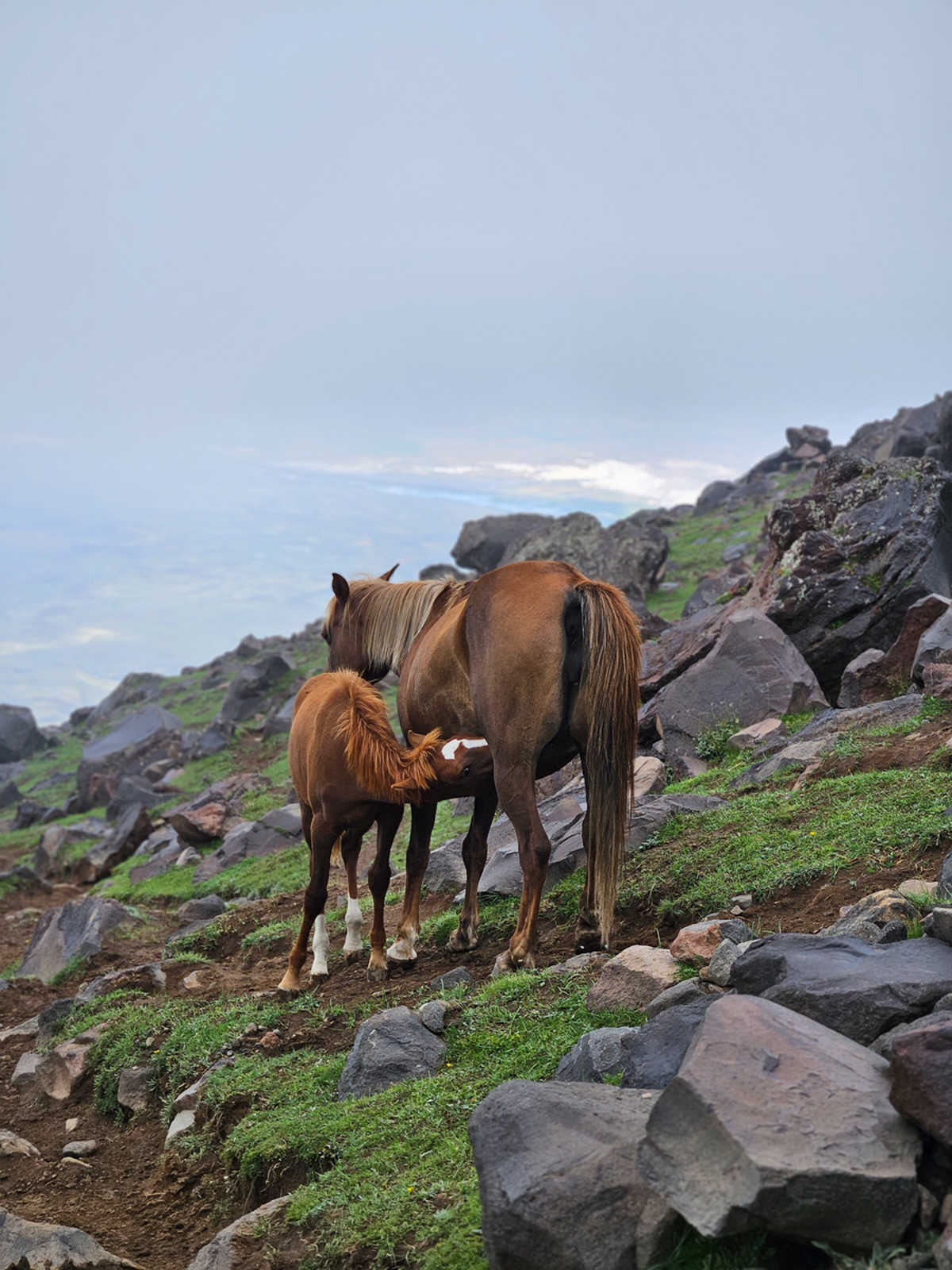 Jument et son Poulain sur le trek du Mont Ararat en Turquie