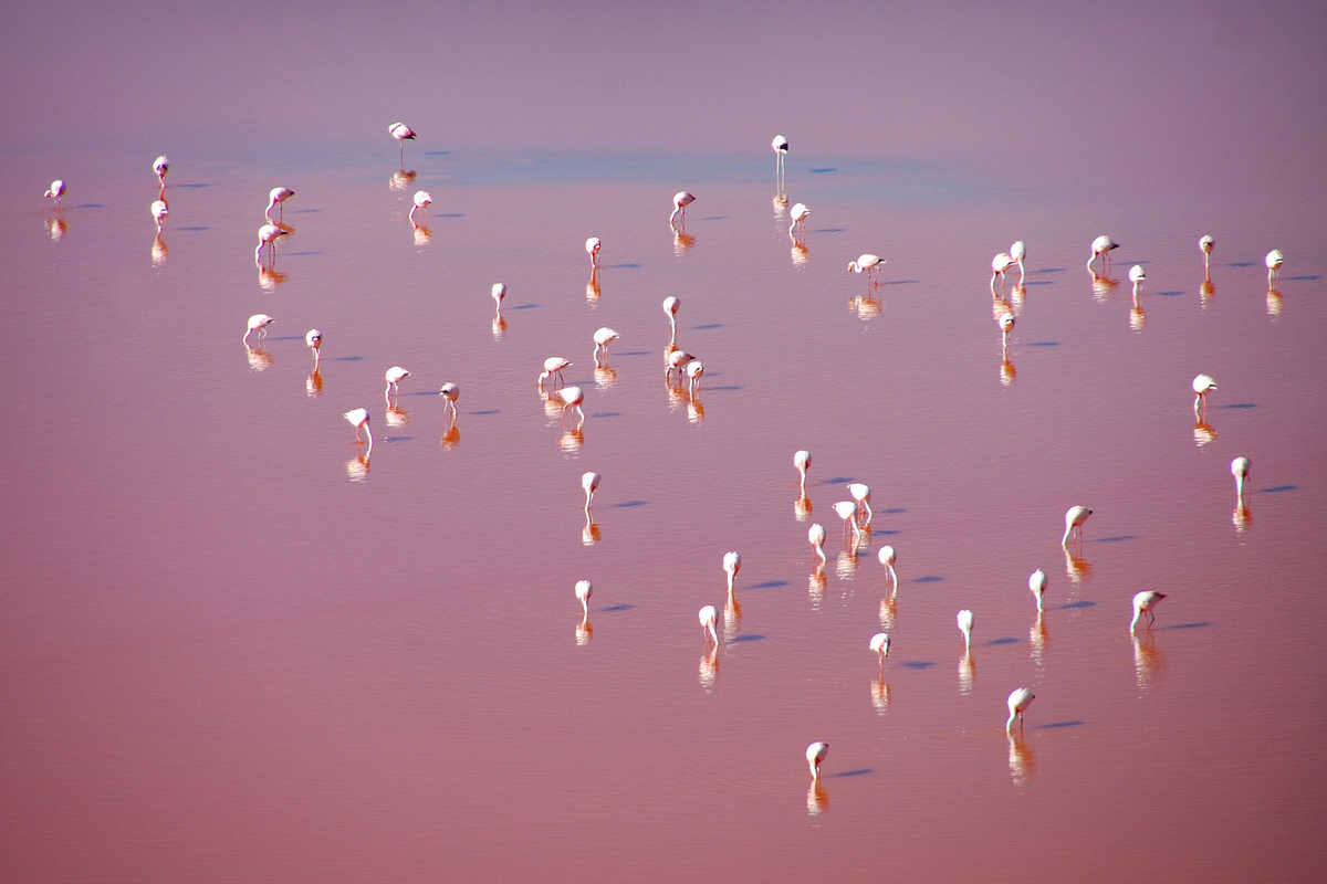 Laguna Colorada et ses flamants roses