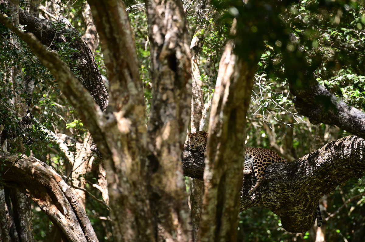 Léopard dans le parc national de Yala