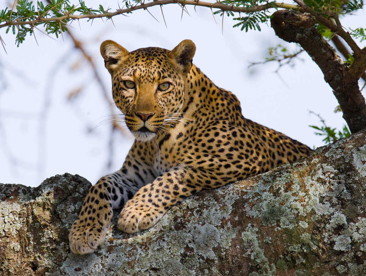 Léopard dans un arbre dans le parc du Serengeti en Tanzanie