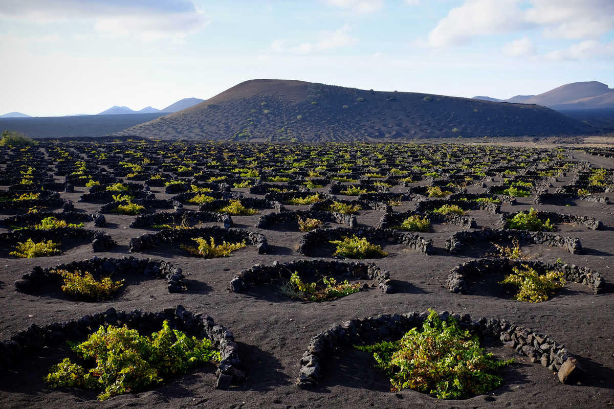 Les vignobles volcanique de la vallée de La Geria, Lanzarote, Canaries