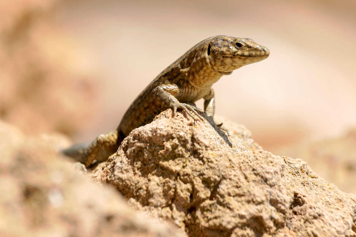 Lézard des Baléares