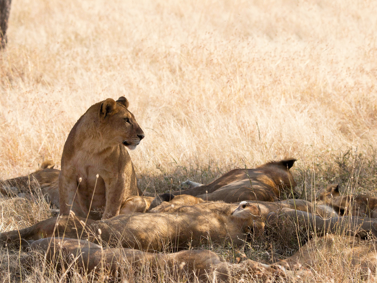 Lions au Parc National du Serengeti en Tanzanie