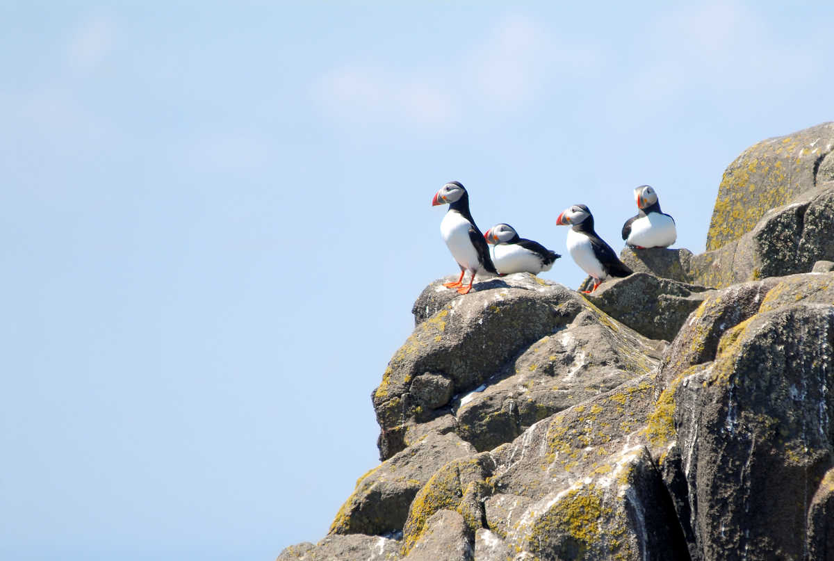 Macareux sur l'île de May en Ecosse