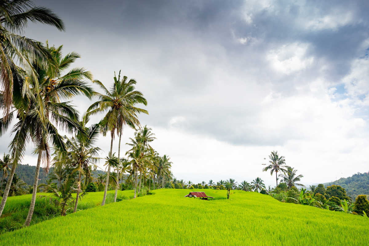 Maison dans les rizières avec palmiers en Indonésie