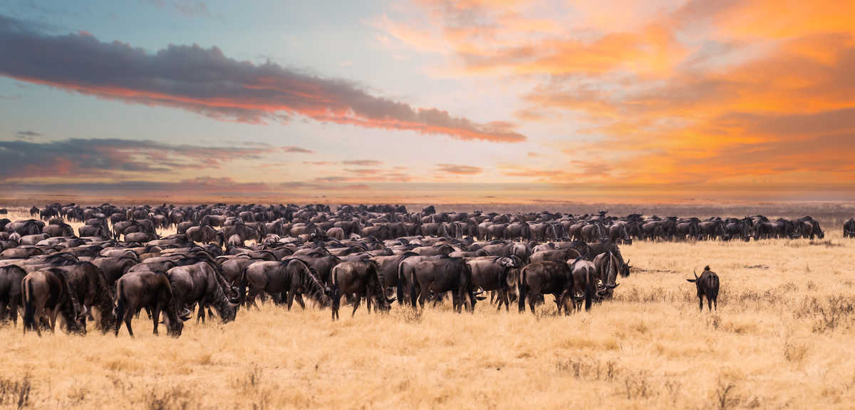 Migration de gnous dans le parc national du Serengeti en Tanzanie