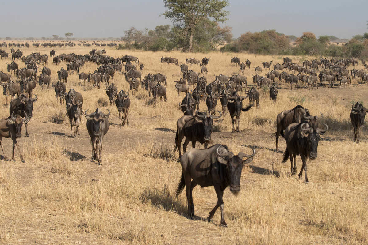 Migration des gnous en Tanzanie